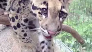 Clouded Leopard Cub Pounces and Plays at the San Diego Zoo