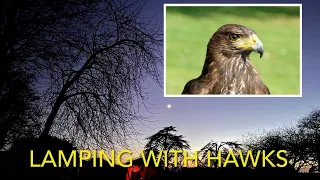 HOW TO: Falconry- Lamping with harris’ hawk and redtail