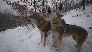 Perro Lobo Checoslovaco aullando