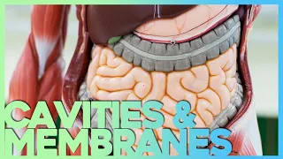 Body Cavities and Serous Membranes | Corporis