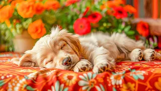 Dog Music🎵Dog Relaxing Music for Stress relief🐶Dog Sleep Music💖Dog Calming Music Video🎵 Dog Relax #6