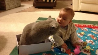 Самый Преданный Кот, защищает младенца! Приколы с Детьми! Funny Kids!