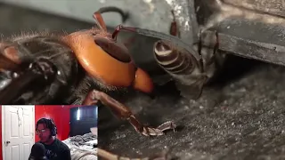 Giant hornet vs Japanese honeybees. Hot defensive bee ball. While high!