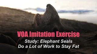 Imitation Exercise ★ VOA ★ Study: Elephant Seals Do a Lot of Work to Stay Fat