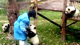 Aww 🔥 Funny And Cute Panda Compilation  🔥 Panda Love - 2020 Clip 6