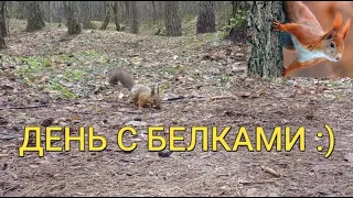 Дружелюбние белки-Интересные факты о белках-кормим белочек/Squirrels in the wood 2021