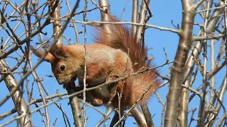 squirrel scared of the dogs