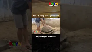 KBYN: Ilang tao ang kayang bumuhat sa pagong na 'aldabra?'