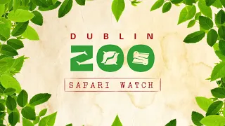 Dublin Zoo Safari Watch: Asian lion, snow leopard, Bornean orangutan and more