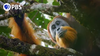 New Orangutan Species Filmed for First Time