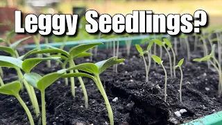 EASY Solutions To Help Leggy Seedlings Grow Big And Strong!