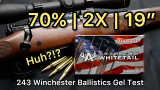 THIS COOKS | 243 Winchester Hornady American Whitetail 100gr Ammo Test