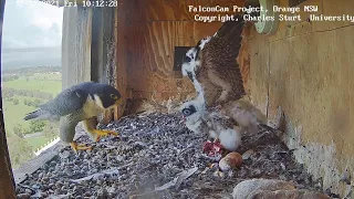 FalconCam CSU Orange Yurruga karate baby 12.11.2021