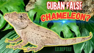 How to set up a cuban false chameleon | an easy set up for an incredible lizard