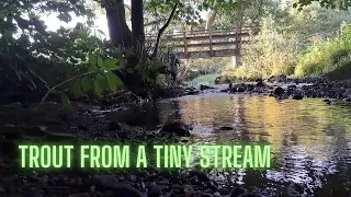 Beck fishing - an enchanting session on a tiny Northern stream -UK FLY FISHING AND RELAXATION
