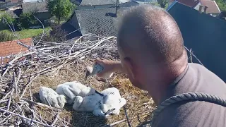 White Storks (Ságvár, Hungary) | Rescue younger stork baby | May 23, 2024