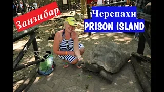 Занзибар. Черепахи Prison Island