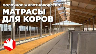 Обустройство молочной фермы | Матрасы для коров | Молочное животноводство