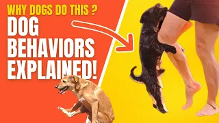 The Meaning Of The 13 Strangest Dog Behaviors - Weird Dog Behaviors Explained | Topissimo Animals