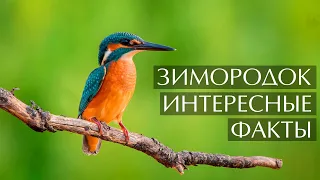 Зимородок - интересные факты