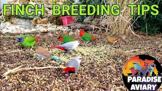 How To Breed Finches