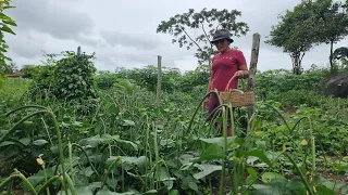 VEJA O QUE ACONTECEU NO SÍTIO E MOSTRANDO A ROÇA DE FEIJÃO COM MÃE MARIA FAZENDO COMIDA NO SÍTIO