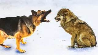 10 Dogs That Can Kill Wolves