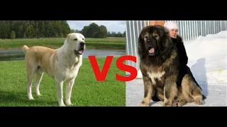 Какая собака круче??? Алабай  VS Кавказская Овчарка. Какую собаку лучше купить для охраны двора???