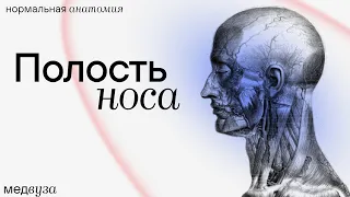 Полость носа