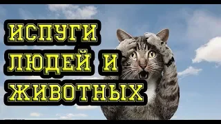 Самые смешные испуги людей и животных #8 | Funny Fright #8