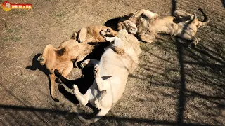 Весна - львы сошли с ума 😄 Такого мы еще не видели! Тайган. Spring - the lions are crazy 😄 Taigan.