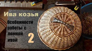 Ива козья. Особенности работы с ломкой ивой. Часть 2