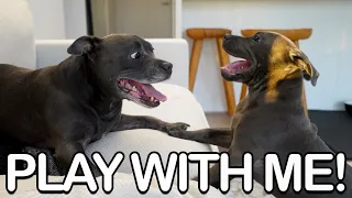 Little Rascal: English Staffy Puppy Tries to Convince Adult Dog to Play!