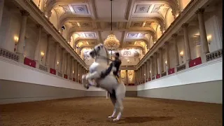 Балет лошадей в школе верховой езды Вены / Lipizzaner-Ballett in der Spanischen Hofreitschule Wien