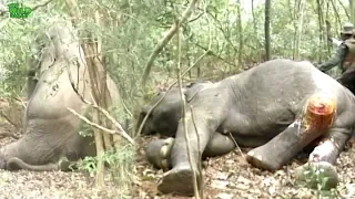 An elephant with a broken leg and a critical wound get to walk again