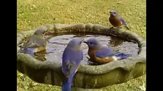 Birdbath Party - Eastern Bluebird, Starling, Woodpecker, and More
