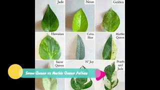 Snow Queen vs Marble Queen Pothos - Difference, Same , Rare Plants?