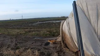Охота - охота на лисиц с терьерами