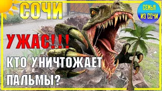 УЖАС ❗❗❗ ОНИ УНИЧТОЖАЮТ СОЧИНСКИЕ ПАЛЬМЫ |   Вредители в субтропиках