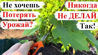 ПРИЩИПКА Зелёных ПОБЕГОВ Винограда!