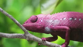 Chameleon Changing Color - Best Of Chameleons Changing Colors Compilation girgit colour changing