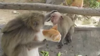 ПОЛНЫЙ РЖАЧ!!! Кошка и Обезьяна подружились (Monkey adds cat as a FRIEND)