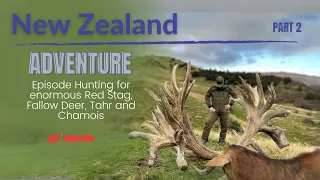New Zealand Adventure Part 2 Episode Hunting for enormous Red Stag, Fallow Deer, Tahr and Chamois