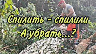 ✅Арбористика✅ Распиловка огромной сосны | Arboristics. Sawing a huge pine tree #альпинизм #лесоруб