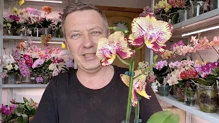 ОРХИДЕЯ после покупки ЛЕКО СФИНКС или как ухаживаю за магазинным цветением орхидеи