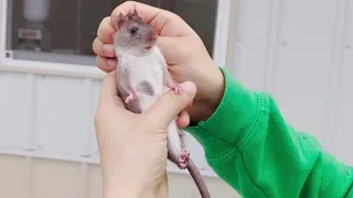 Meet Spot: a super friendly baby Roof Rat with a very unique marking!