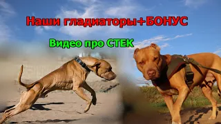 Гладиаторы собачьего мира/+стек или стэйк/#apbt#апбт#питбуль#питбультерьер#собака