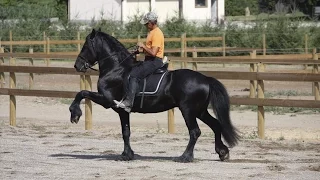 SOLD Friesian Stallion -  Ljibbe (For Sale)