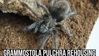 GRAMMOSTOLA PULCHRA REHOUSING (Brazilian black tarantula)