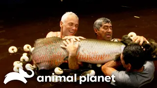 Jeremy Gets ATTACKED by a Swarm of Arapaima! | River Monsters | Animal Planet